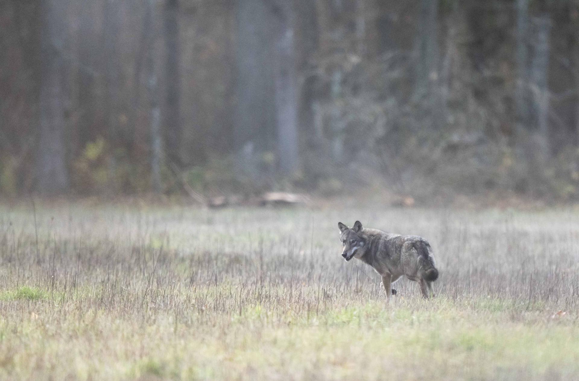 Automne - Pologne - Bialowieza - Le bison et le loup  du 10 au 19 novembre 2025 - 3 places restantes