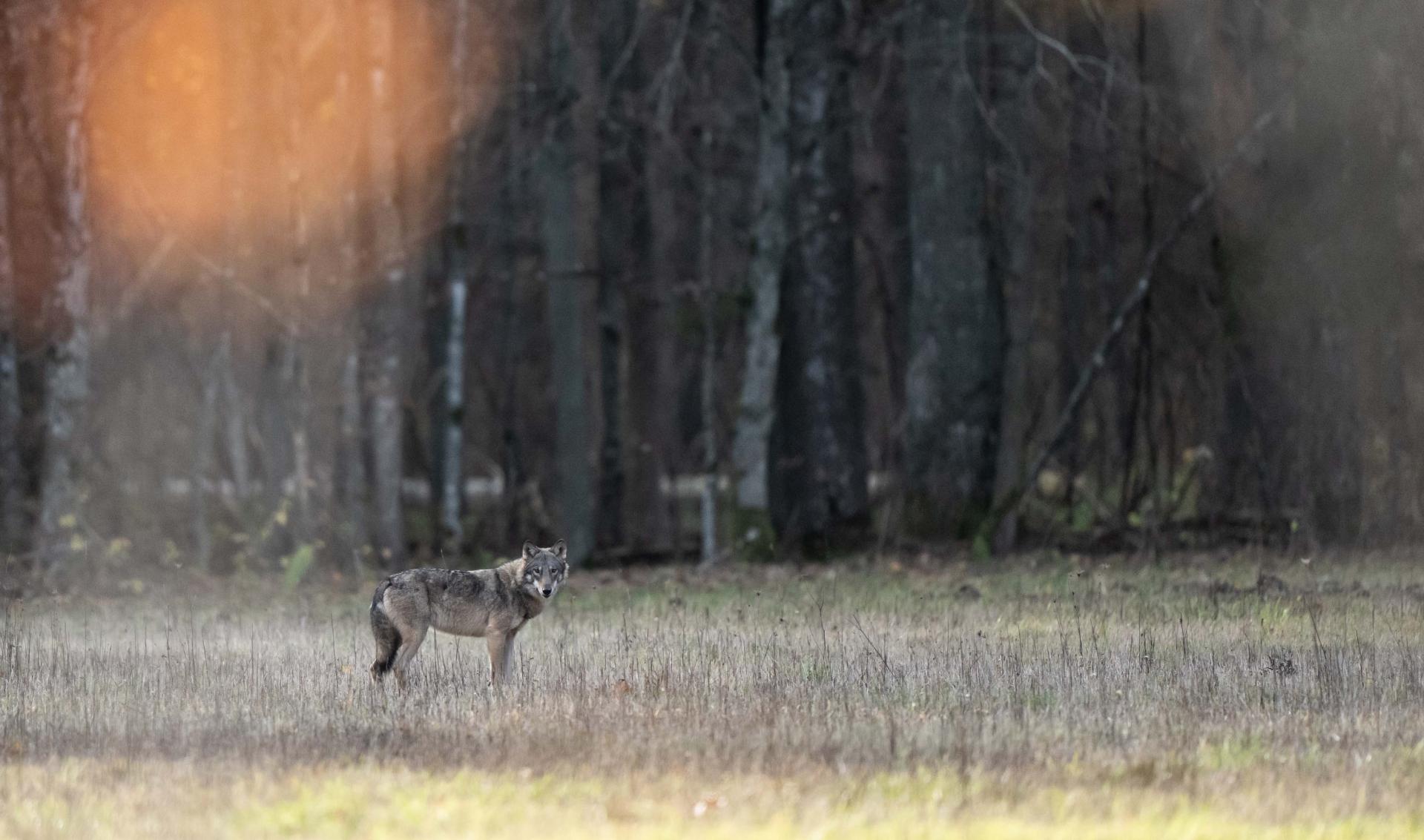 Hiver - Pologne - Spécial Loup du 7 au 13 janvier 2026 - privé