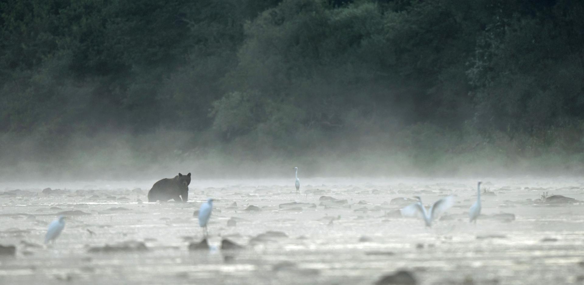 La grande faune d'Europe dans les CARPATES