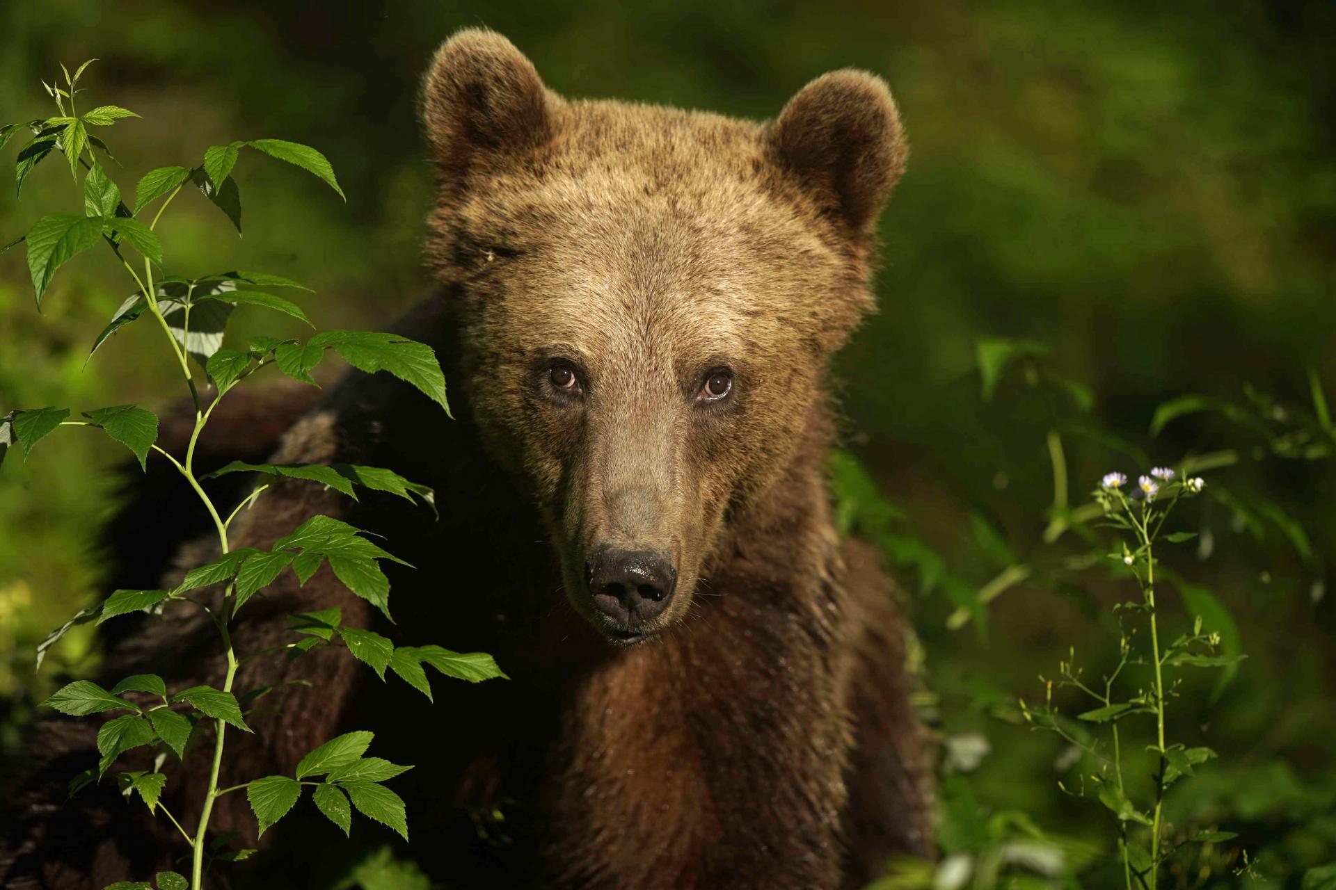 Printemps Roumanie Ours&Oiseaux du 07 au 14/06/2020 - 3 places disponibles