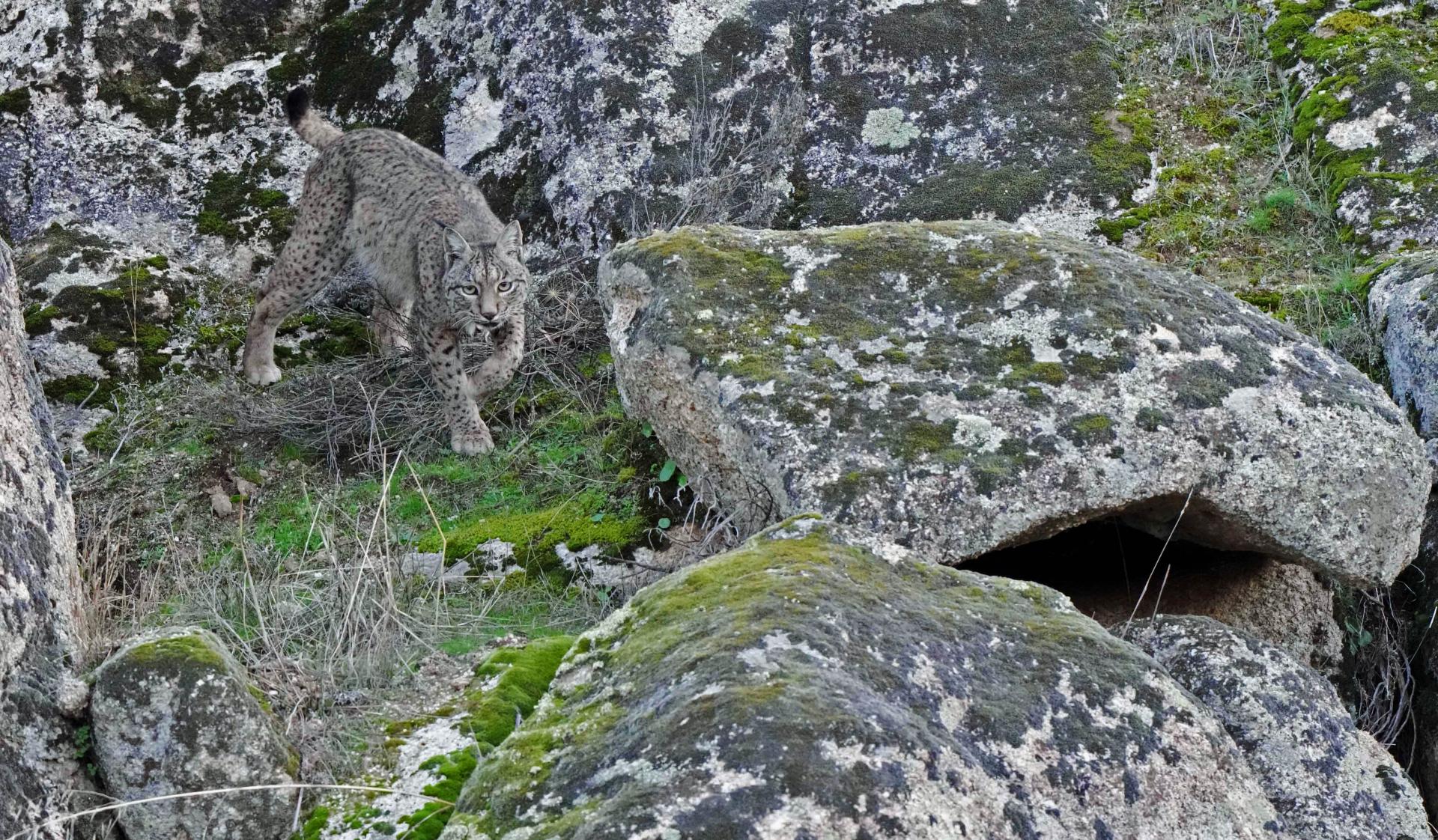 Le Lynx Pardelle en ESPAGNE