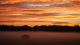 Bison d'Europe Bialowieza Pologne