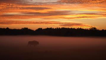 Bison d'Europe Bialowieza Pologne
