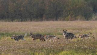 meute de loup  Bialowieza Pologne 2018