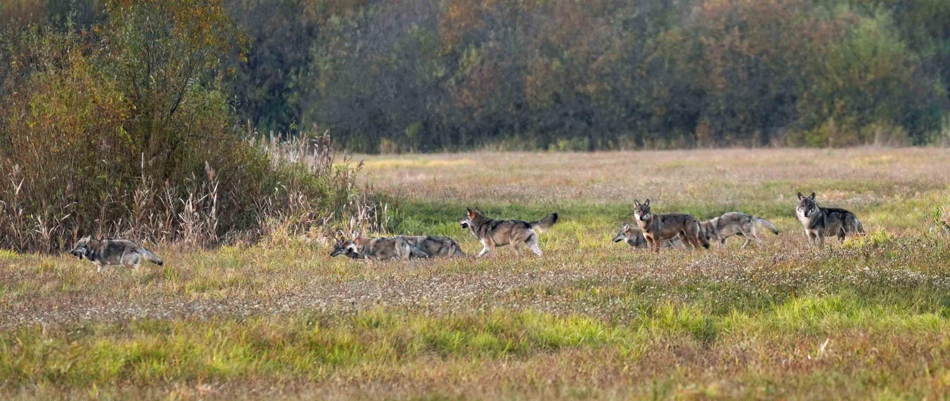 meute de loup  Bialowieza Pologne 2018