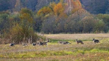 meute de loup  Bialowieza Pologne 2018