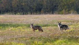 meute de loup  Bialowieza Pologne 2018