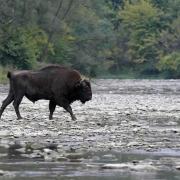 Dsc3154 bison d europe