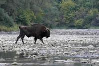 Dsc3154 bison d europe