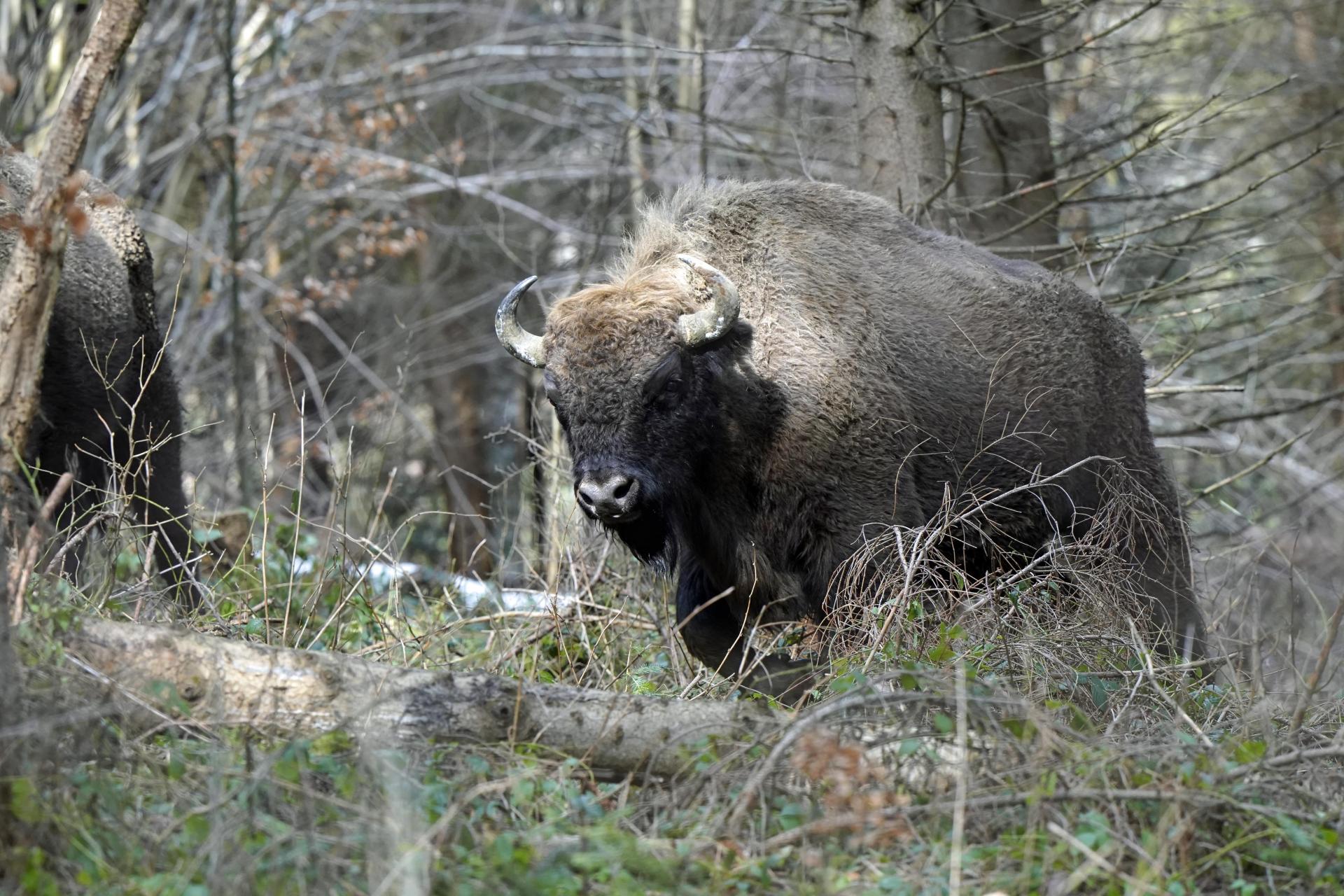 Automne Pologne Big five du 7 au 16 Octobre  2023 - Complet -