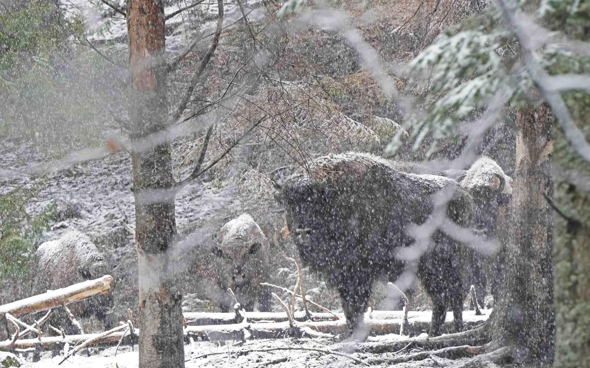 Hiver Pologne - La plus grande meute de loups du 31/01 au 8/02/2022 - 2 places disponibles
