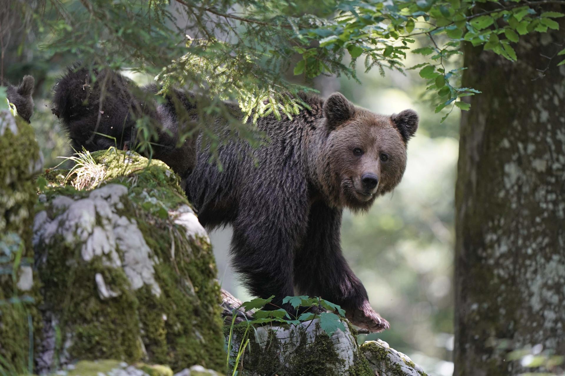 La montagne aux ours en SLOVENIE