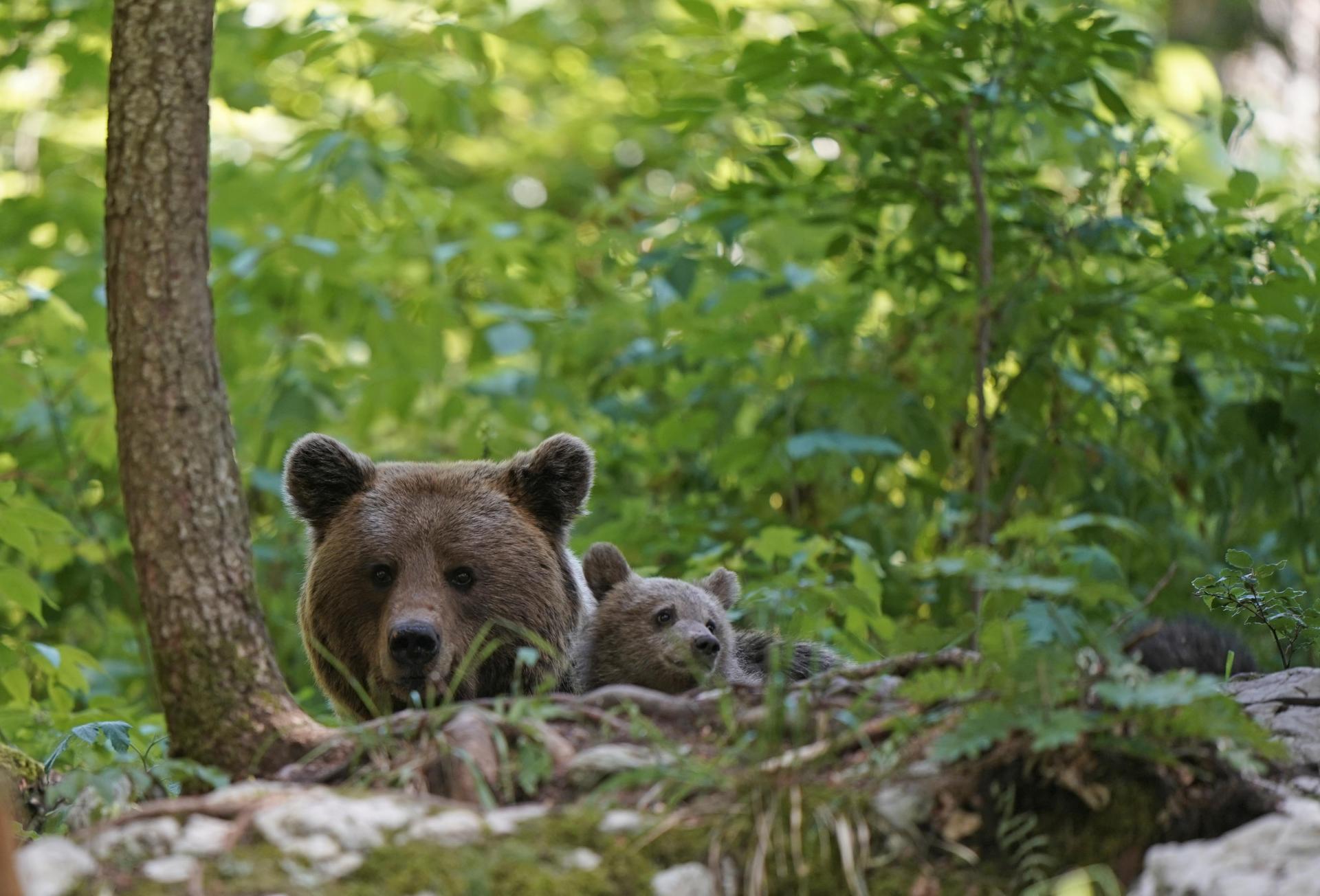 Printemps Slovénie Montagne aux ours du 25 mai  au 4 juin 2023  - Complet -