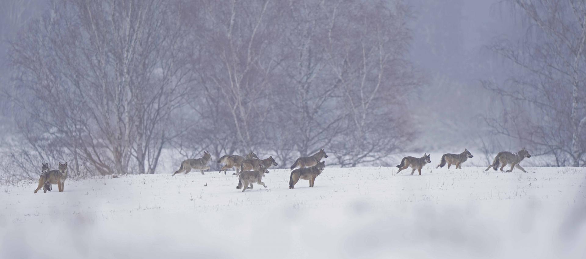 La plus grande meute de loups dans les Carpates Polonnaises