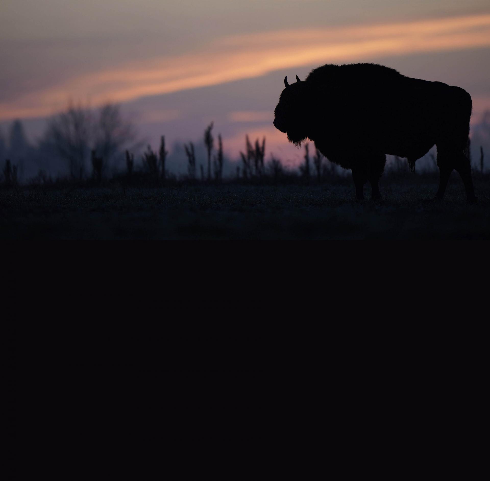 Automne Pologne Bialowieza La forêt impériale du 01 au 15 Novembre 2021 Privé