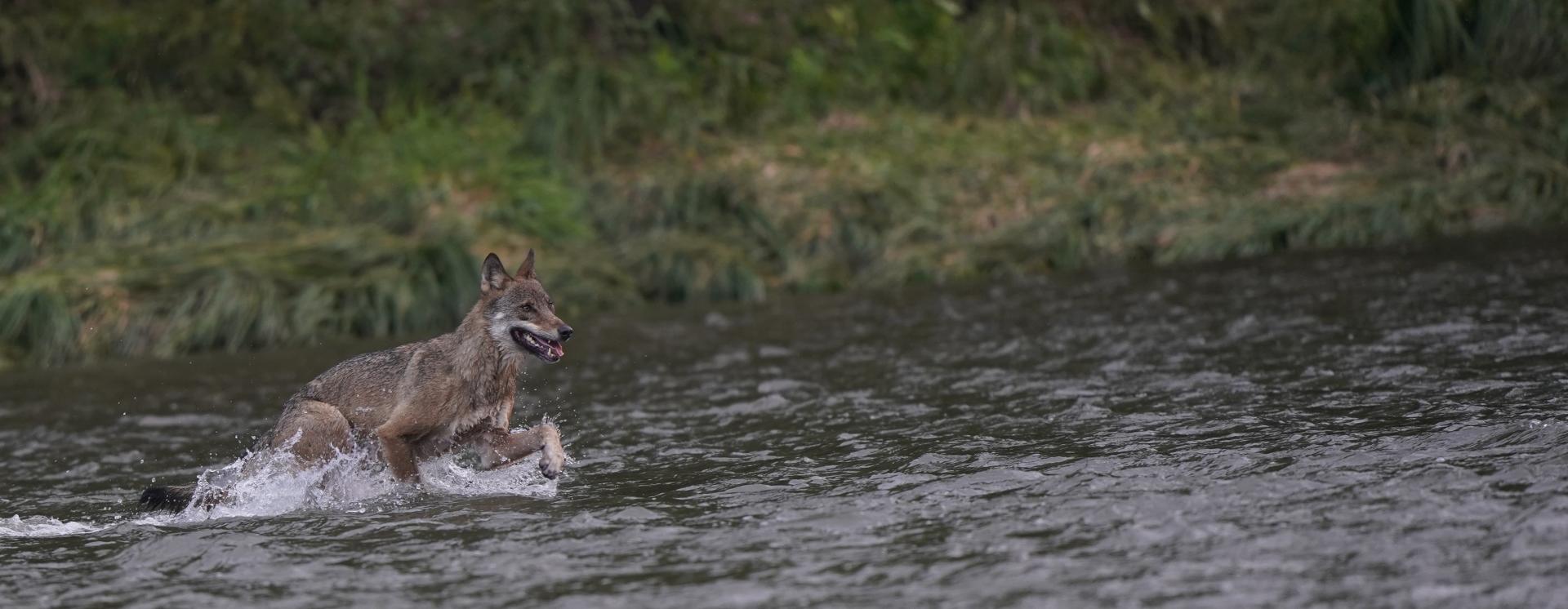 La grande faune d'Europe dans les CARPATES