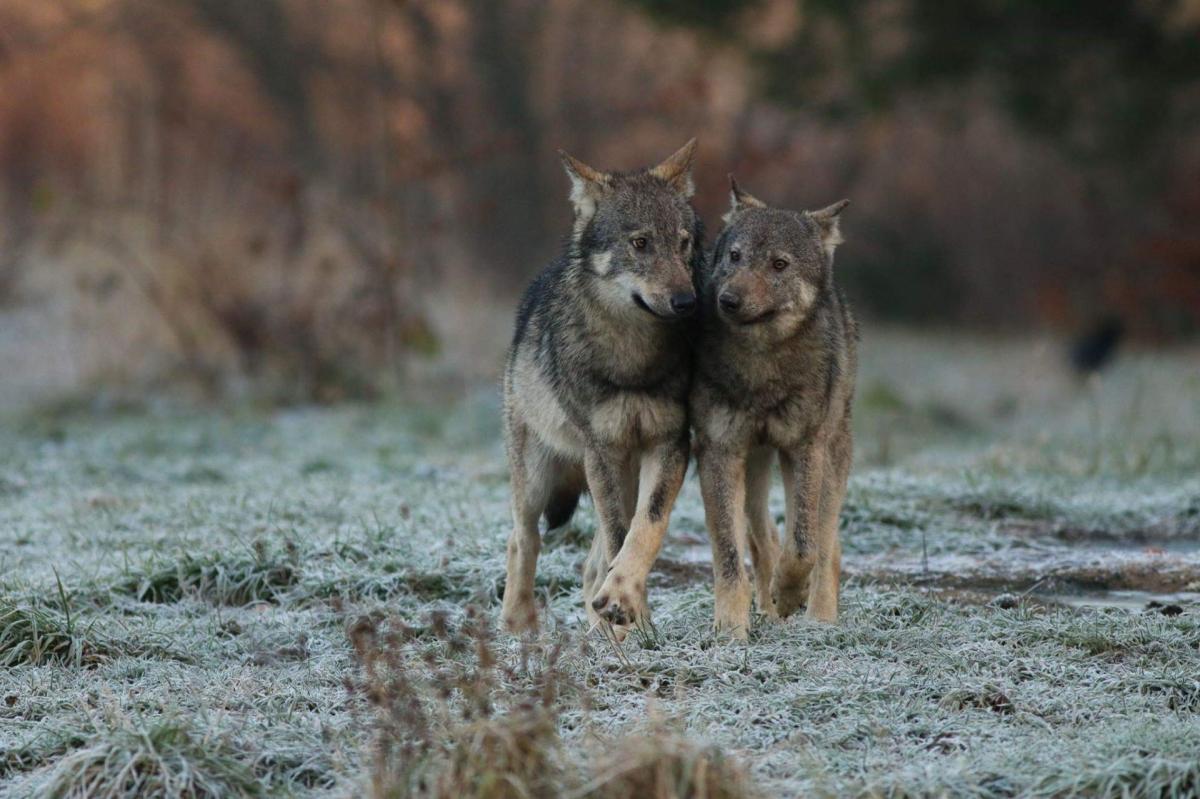 Duo loup