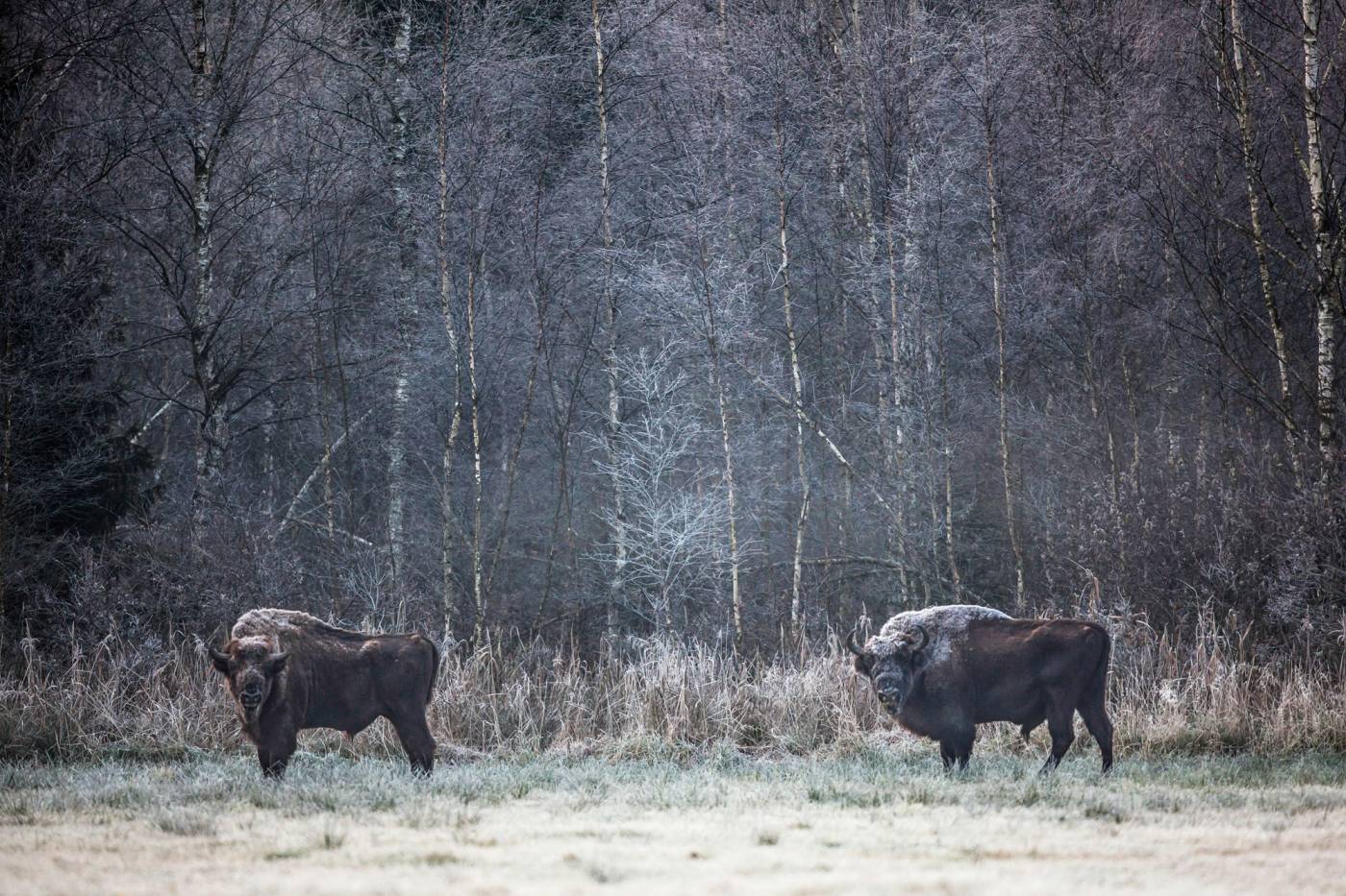 Bison d'Europe Bialowieza Pologne David Wolberg