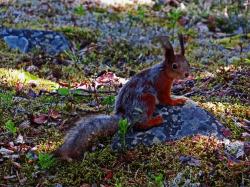 Ecureuil roux en mue finlande carelie