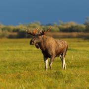 Elk
