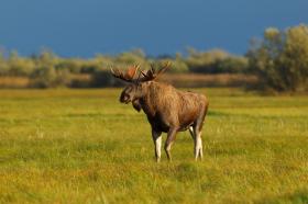 Elk