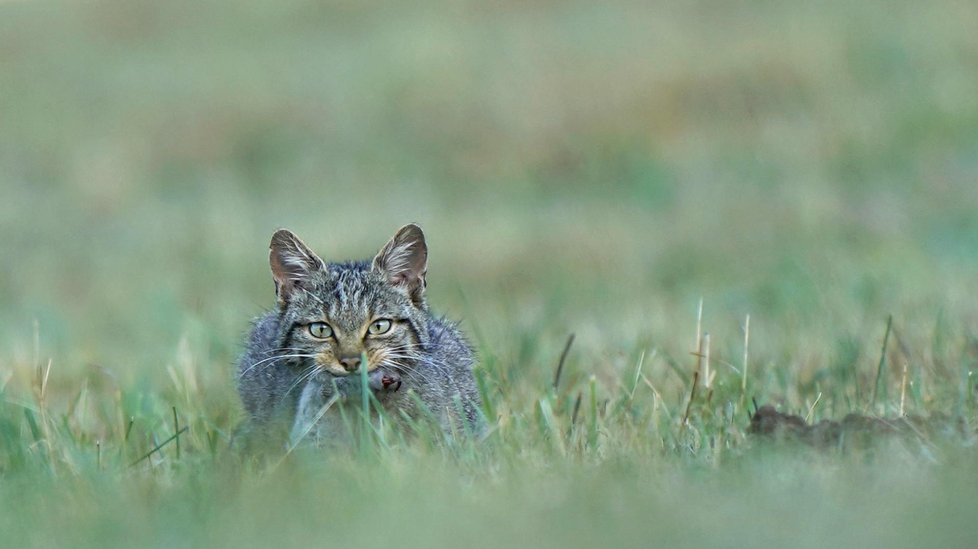 Les chats sauvages en ESPAGNE