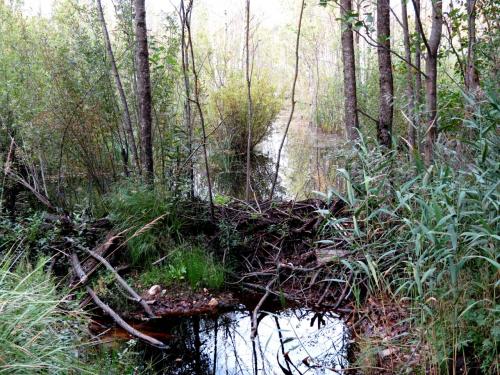 Forêt luxuriante