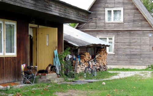 Forêt luxuriante