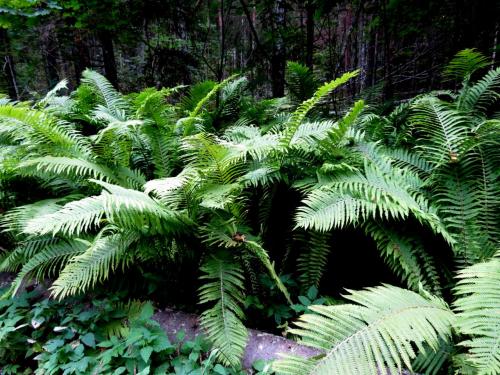 Forêt luxuriante