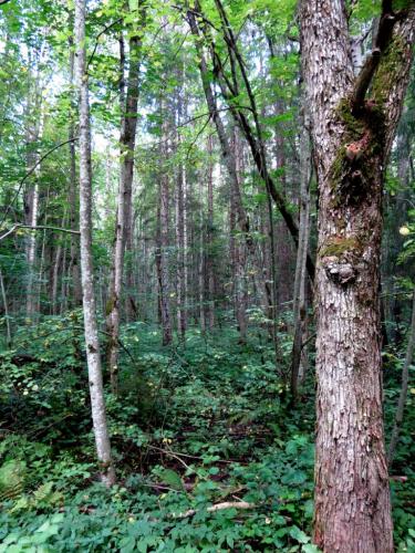 Forêt luxuriante