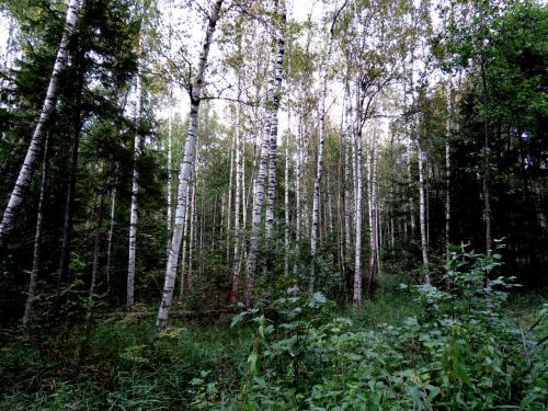 Forêt luxuriante