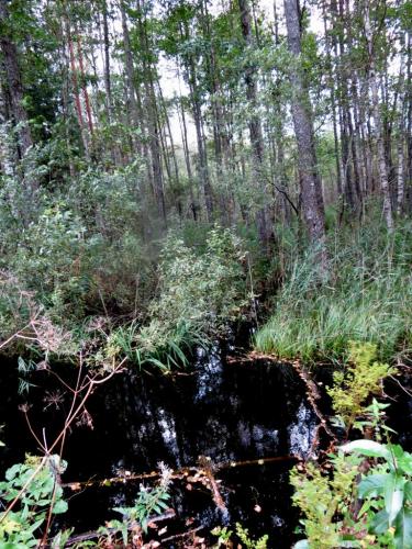 Forêt luxuriante