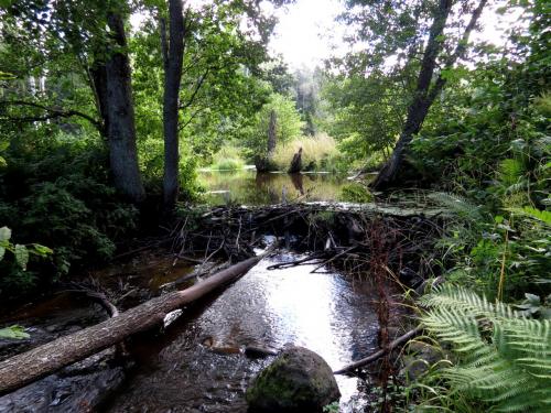 Barrage de castor