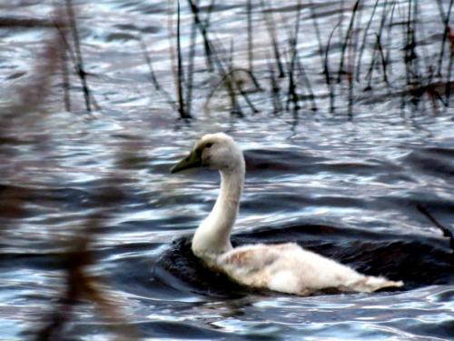 Cygne