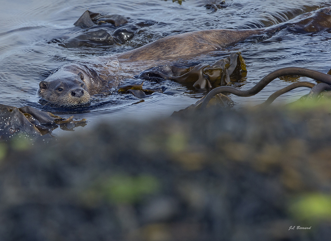 Eté Ecosse Loutres Mammifères marins Oiseaux du 1 au 9 juillet 2017