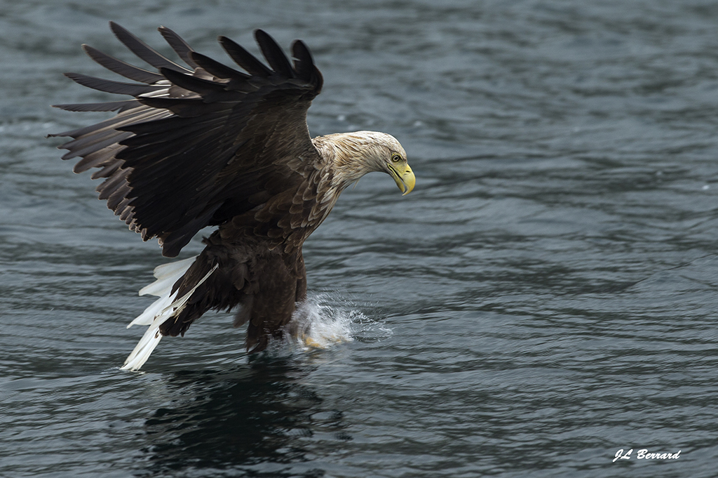 Eté Ecosse Loutres Mammiferes marins Oiseaux du 1 au 9 juillet 2017