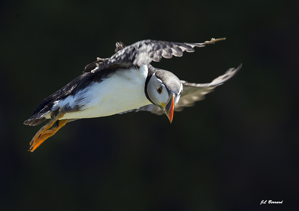 Eté Ecosse Loutres Mammiferes marins Oiseaux du 1 au 9 juillet 2017