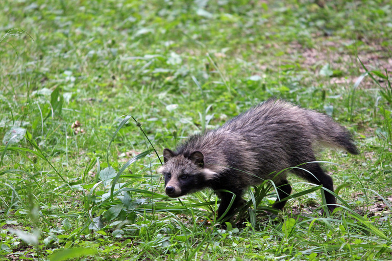 Eté Pologne Bialowieza foret impériale du 12 au 23 juillet 2017