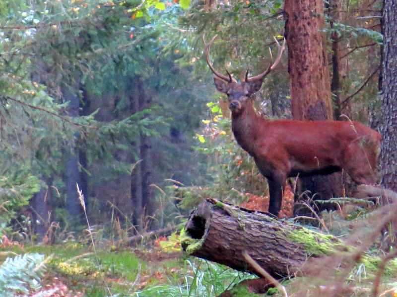 Eté Pologne Bialowieza foret impériale du 12 au 23 juilet 2017