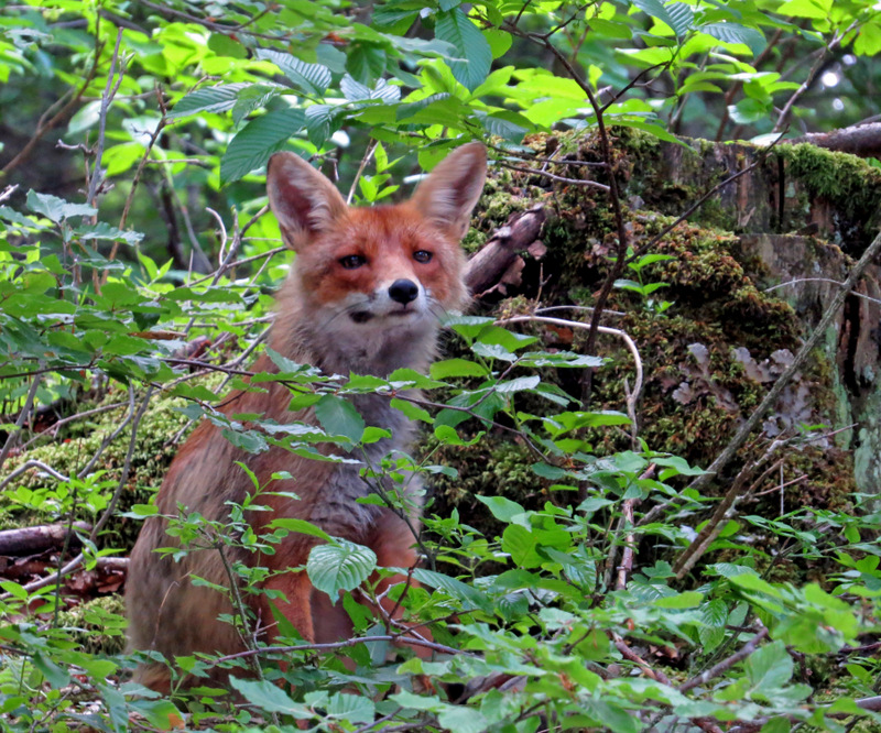 Eté Slovénie La montagne aux ours du 20 au 28 juin 2017