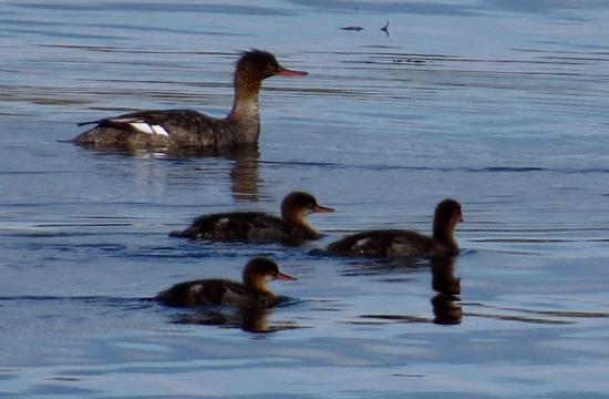 Famille de harle huppe ecosse