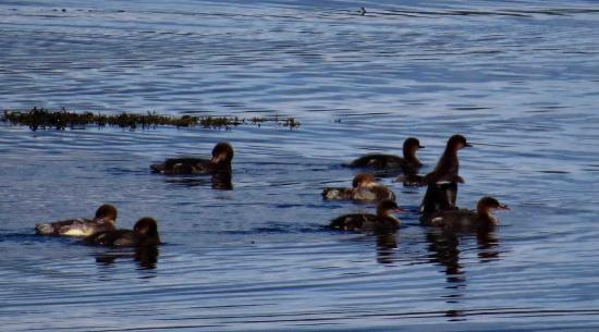 Famille de harle huppe ecosse1