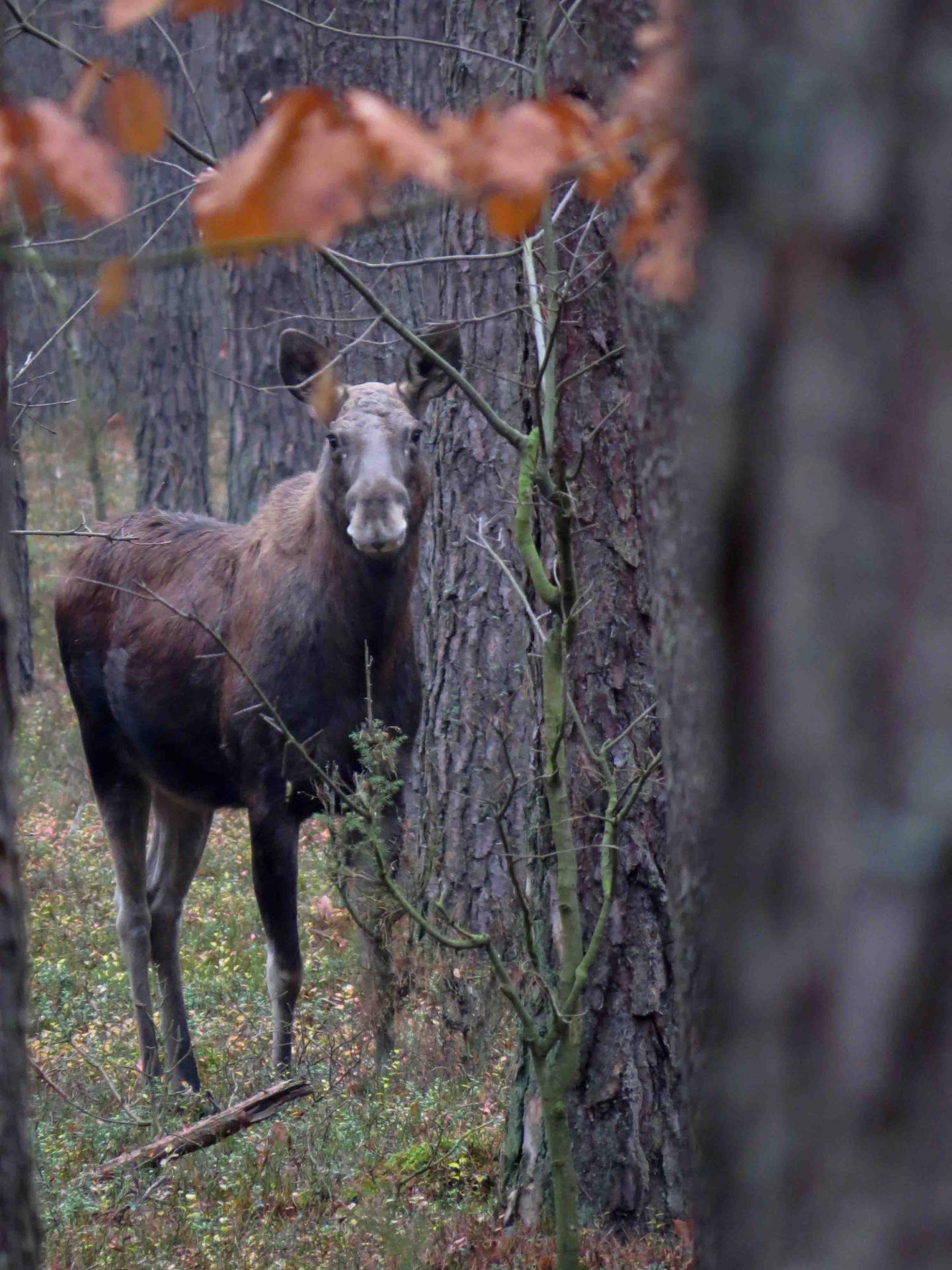 Pologne - Bialowieza