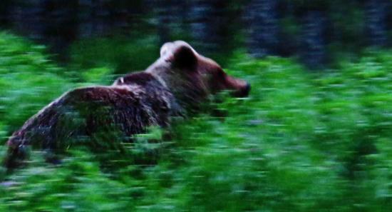 Femelle d ours dans la taiga finlandaise