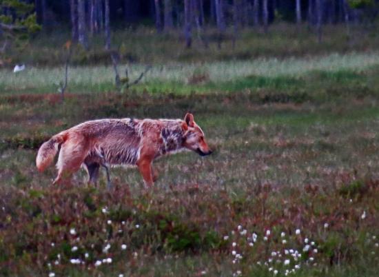 Finlande loup