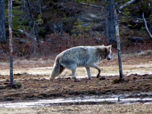 Loup