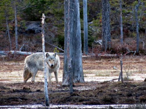 Loup