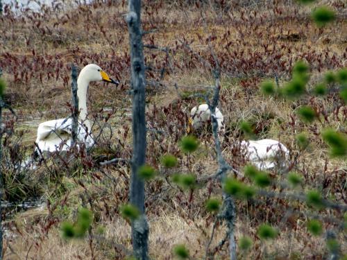 Cygnes sauvages