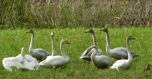 Cygnes sauvages