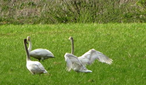 Cygnes sauvages